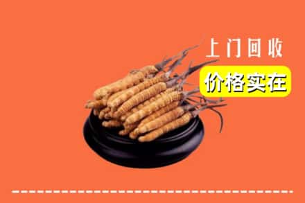 日喀则仁布县回收冬虫夏草